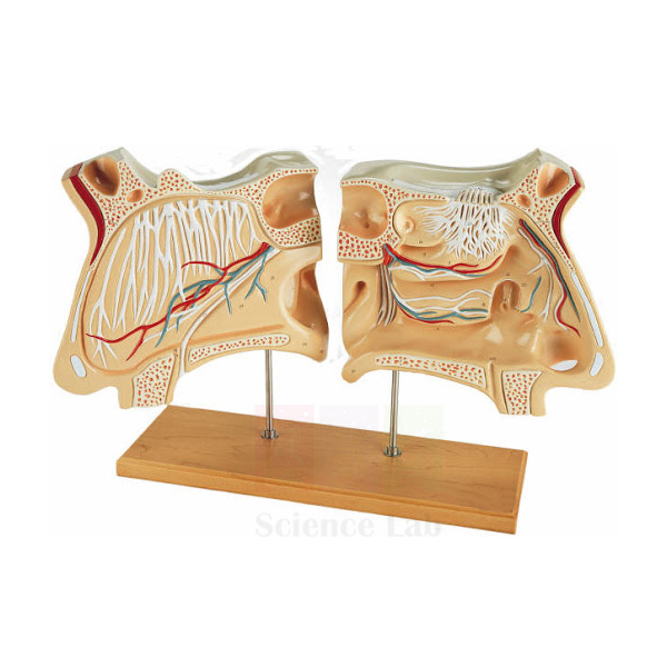 Human Nose Model